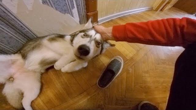 СКРЫТАЯ КАМЕРА - ЩЕНОК ОДИН ДОМА СКРЫТАЯ КАМЕРА - ЩЕНОК ОДИН ДОМА