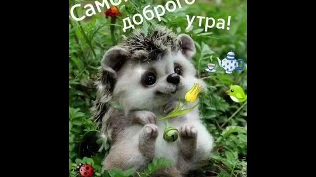 С добрым утром! Красивое, прикольное видео! С добрым утром! Красивое, прикольное видео!