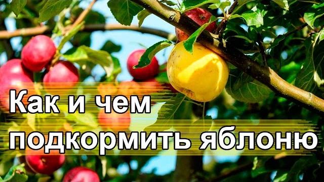 Чем подкормить яблоню. Удобрения для яблонь. Чем подкормить яблоню. Удобрения для яблонь.