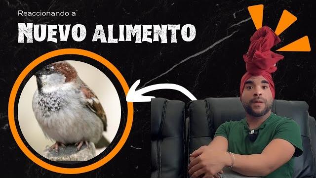 NUEVO ALIMENTO EN CUBA NUEVO ALIMENTO EN CUBA