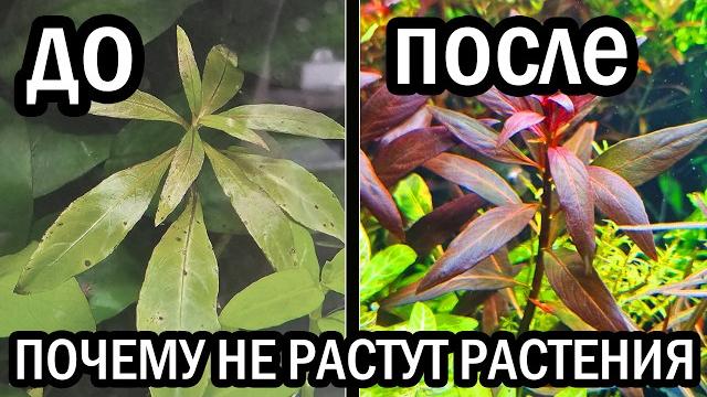 Без Калия растения в аквариуме НЕ РАСТУТ! Частая ошибка новичков и профессионалов! Миф о Калии! Без Калия растения в аквариуме НЕ РАСТУТ! Частая ошибка новичков и профессионалов! Миф о Калии!