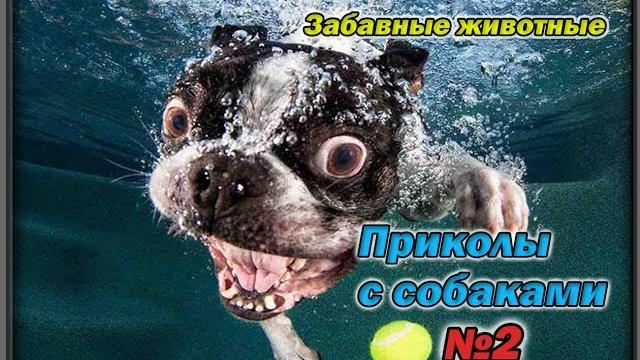 Смешные собаки. Приколы с собаками №2 Смешные собаки. Приколы с собаками №2
