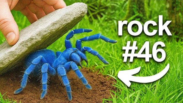 I Flipped 100 Rocks in a Rainforest, Here's What I Found... I Flipped 100 Rocks in a Rainforest, Here's What I Found...