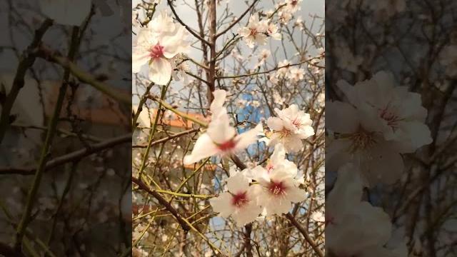 Миндальное дерево цветёт в Анталии. Миндальное дерево цветёт в Анталии.