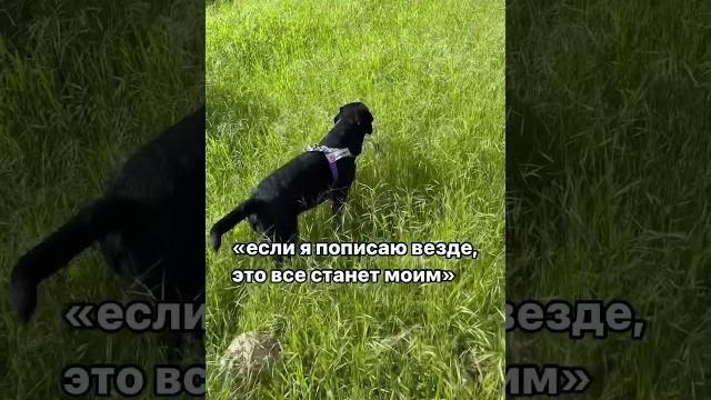 лев #лабрадор #собака #приколы лев #лабрадор #собака #приколы