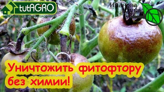 Фитофтороз и пероноспороз? Забудьте! ЛУЧШИЙ СПОСОБ УБРАТЬ ВСЕ БОЛЕЗНИ С УЧАСТКА! Вот как правильно. Фитофтороз и пероноспороз? Забудьте! ЛУЧШИЙ СПОСОБ УБРАТЬ ВСЕ БОЛЕЗНИ С УЧАСТКА! Вот как правильно.