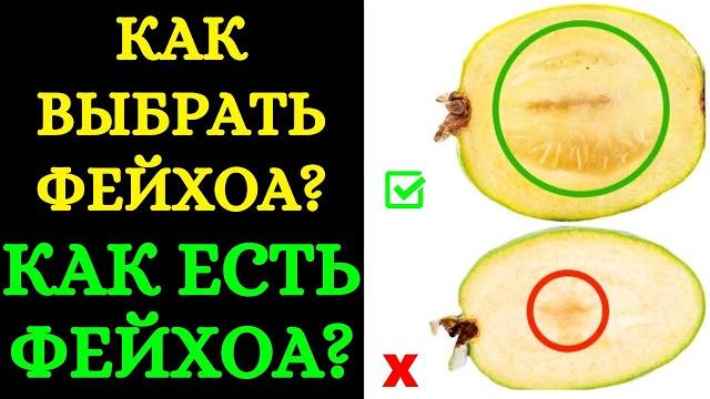 КАК ВЫБРАТЬ ФЕЙХОА? КАК ЕСТЬ ФЕЙХОА? КАК ЕДЯТ ФЕЙХОА: С КОЖУРОЙ ИЛИ БЕЗ? КАК ЧИСТИТЬ ФЕЙХОА? КАК ВЫБРАТЬ ФЕЙХОА? КАК ЕСТЬ ФЕЙХОА? КАК ЕДЯТ ФЕЙХОА: С КОЖУРОЙ ИЛИ БЕЗ? КАК ЧИСТИТЬ ФЕЙХОА?