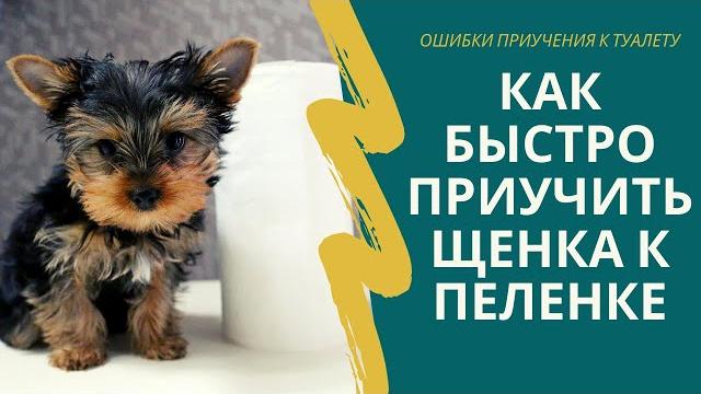 Как приучить щенка к туалету. Быстрый способ приучить йорка к пеленке. Только не допускайте ошибок! Как приучить щенка к туалету. Быстрый способ приучить йорка к пеленке. Только не допускайте ошибок!