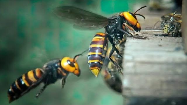 30 Hornets vs 30,000 bees, fight to the death! 30 Hornets vs 30,000 bees, fight to the death!
