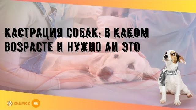 Кастрация собак: в каком возрасте и нужно ли это Кастрация собак: в каком возрасте и нужно ли это