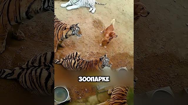 Собака воспитала тигров #животные #милыеживотные Собака воспитала тигров #животные #милыеживотные