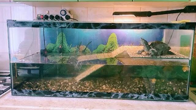 Новый аквариум с островком для черепахи! NEW aquarium: нанос, фильтр, нагреватель, компрессор Новый аквариум с островком для черепахи! NEW aquarium: нанос, фильтр, нагреватель, компрессор