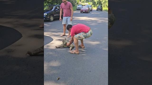 Man Rescues Stranded Sloth with Help from Another Man Rescues Stranded Sloth with Help from Another
