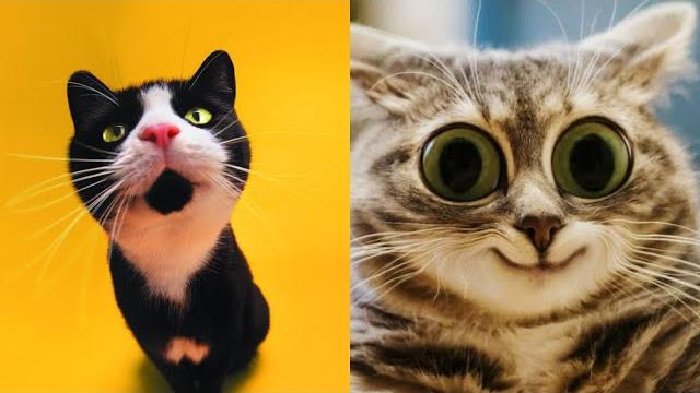 Коты 2022 смешные котики. Новые приколы с котами до слез. Я СМЕЯЛСЯ ПОЛЧАСА Funny cats 2022-2021 Коты 2022 смешные котики. Новые приколы с котами до слез. Я СМЕЯЛСЯ ПОЛЧАСА Funny cats 2022-2021
