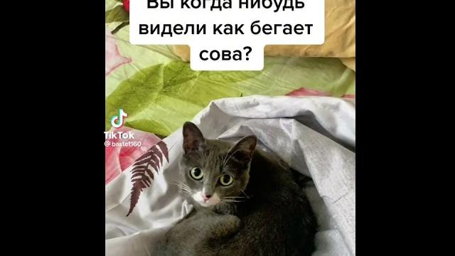 видели как бегает сова видели как бегает сова