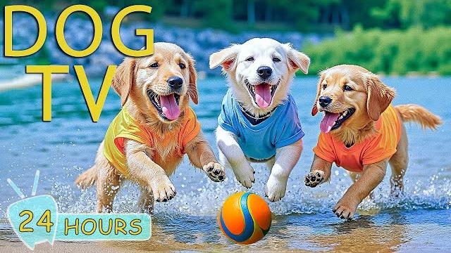 DOG TV: Best Anti-Anxiety Videos & Relax Music for Dogs Left Home Alone - Entertain Music for Dogs DOG TV: Best Anti-Anxiety Videos & Relax Music for Dogs Left Home Alone - Entertain Music for Dogs
