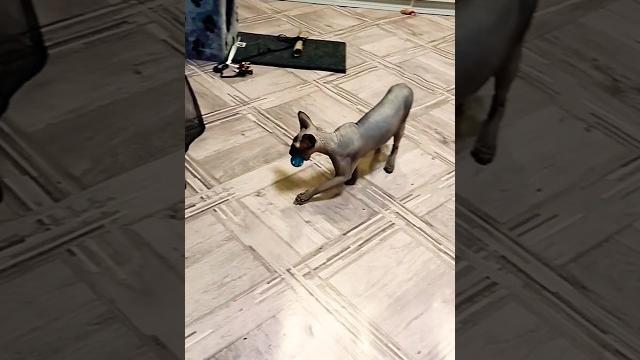 Сфинкс диди играет с мячиком #кошка #котенок #сфинкс #смехнавсех #смешныевидео #смешныеживотные Сфинкс диди играет с мячиком #кошка #котенок #сфинкс #смехнавсех #смешныевидео #смешныеживотные