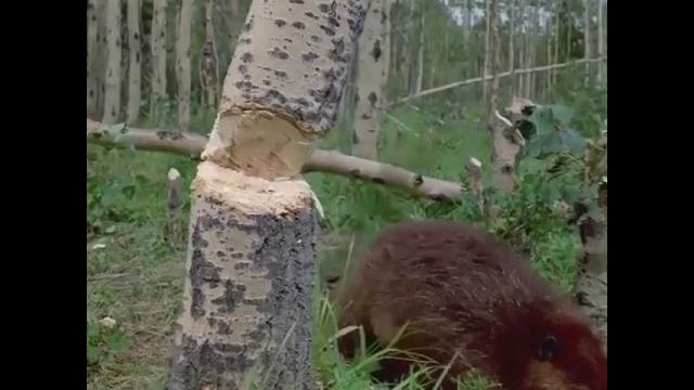 Вот так бобры и грызут деревья Вот так бобры и грызут деревья