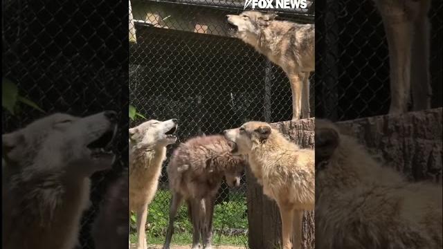 WATCH: A howling good time in Tennessee #shorts #wolves #animals #usa #viral #us #new #video WATCH: A howling good time in Tennessee #shorts #wolves #animals #usa #viral #us #new #video