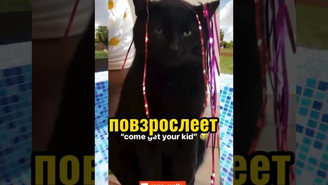 ВИРУСНЫЕ ВИДЕО / Бедный кот ВИРУСНЫЕ ВИДЕО / Бедный кот