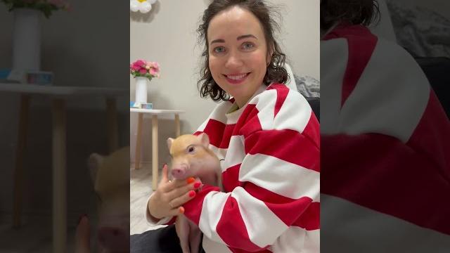 Новое антикафе mini piggy place #минипиг Новое антикафе mini piggy place #минипиг