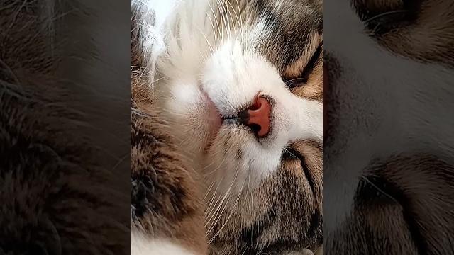 Как спит ваш друг? #сонкота Как спит ваш друг? #сонкота
