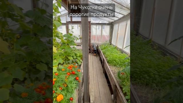 Теплица на Чукотке #чукотка #билибино Теплица на Чукотке #чукотка #билибино