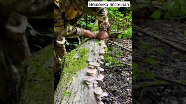 Вешенка лёгочная Вешенка лёгочная