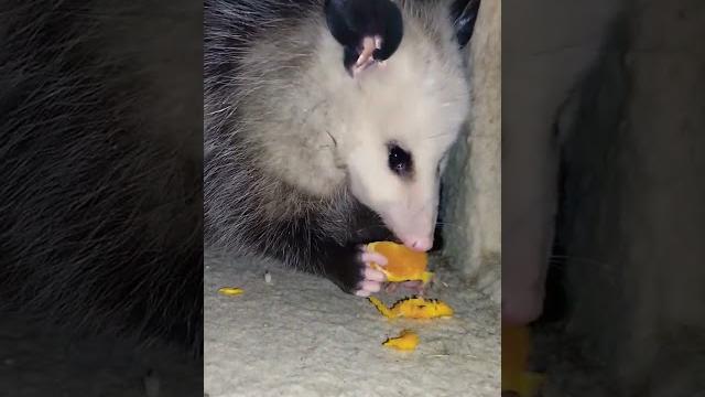 Opossum eating orange Opossum eating orange