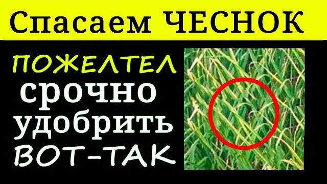 ЧЕСНОК ЖЕЛТЕЕТ - СПАСАЕМ ЧЕСНОК чем полить? ЧЕСНОК ЖЕЛТЕЕТ - СПАСАЕМ ЧЕСНОК чем полить?