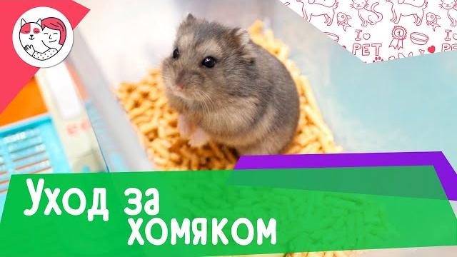 5 самых распространенных ошибок в уходе за хомяком 5 самых распространенных ошибок в уходе за хомяком