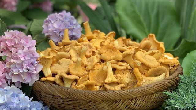 Как вкусно приготовить грибы ЛИСИЧКИ Как вкусно приготовить грибы ЛИСИЧКИ