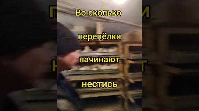 во сколько перепёлки начинают нестись во сколько перепёлки начинают нестись