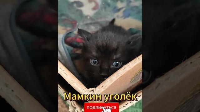 Котёнок мамкин уголёк (0064) Приколы с котами! Смешные коты! Самые смешные коты! С озвучкой! Котёнок мамкин уголёк (0064) Приколы с котами! Смешные коты! Самые смешные коты! С озвучкой!