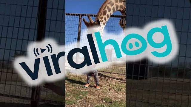Curious Giraffe Gives Kiddo Kisses || ViralHog Curious Giraffe Gives Kiddo Kisses || ViralHog