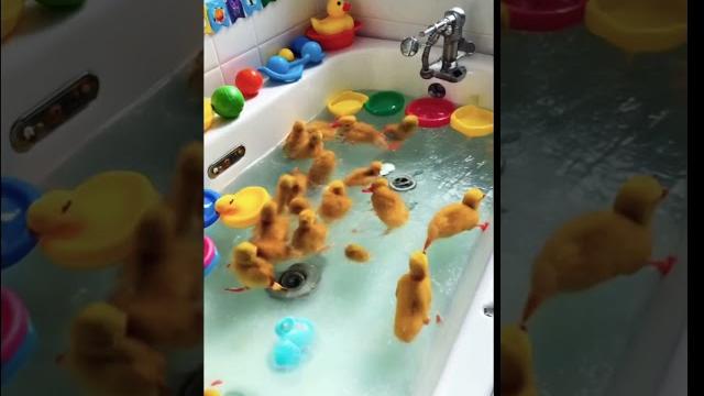Tub time, duck style!" #funny #cute #duck #comedy #viralvideo #video #yellowduck #ytshorts #ytshort Tub time, duck style!" #funny #cute #duck #comedy #viralvideo #video #yellowduck #ytshorts #ytshort