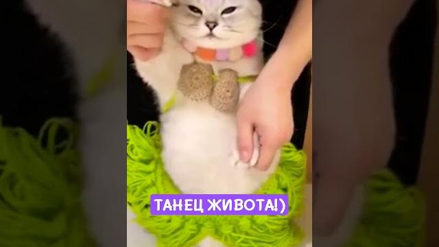 ТАНЕЦ ЖИВОТА!) #юмор ТАНЕЦ ЖИВОТА!) #юмор