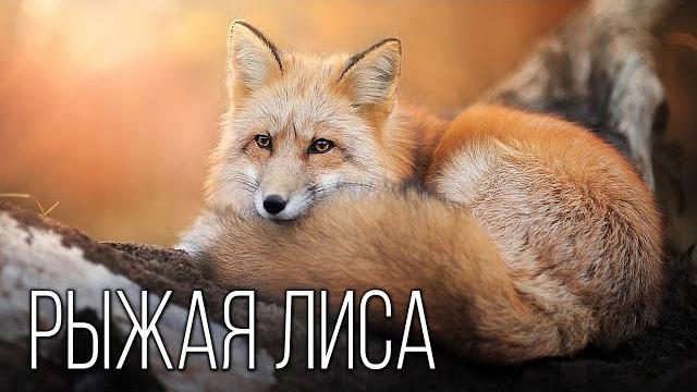 Лиса: Рыжая плутовка | Интересные факты про лисиц Лиса: Рыжая плутовка | Интересные факты про лисиц