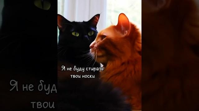 #питомцы #cat #животные #юмор #питомцы #cat #животные #юмор