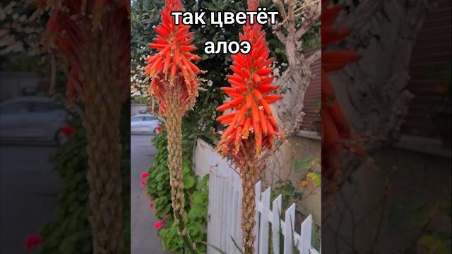 Сейчас цветёт #алоэ Сейчас цветёт #алоэ