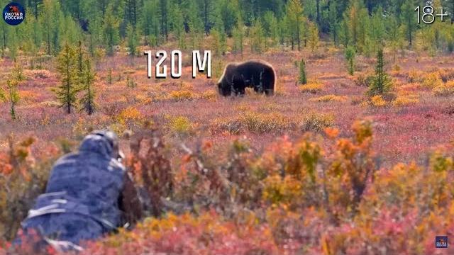 50 УДАЧНЫХ ВЫСТРЕЛОВ. Медведи, кабаны, лоси, олени, косуля, козероги. 50 УДАЧНЫХ ВЫСТРЕЛОВ. Медведи, кабаны, лоси, олени, косуля, козероги.