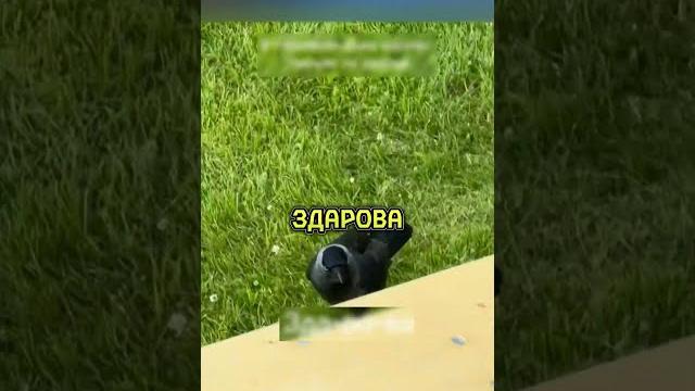 ТУРИСТЫ И ГОВОРЯЩАЯ ВОРОНА ТУРИСТЫ И ГОВОРЯЩАЯ ВОРОНА