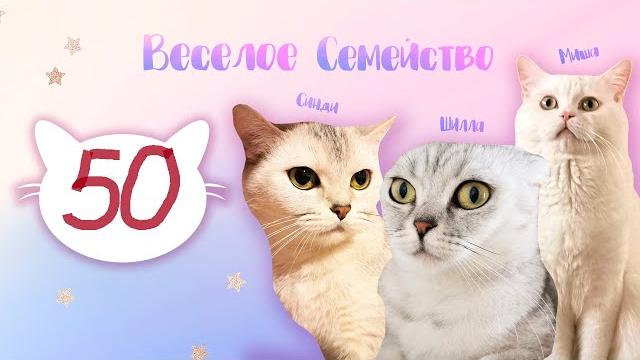 Всемирный день кошек- Праздник! Всемирный день кошек- Праздник!