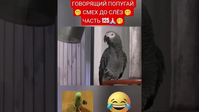 ГОВОРЯЩИЙ ПОПУГАЙ СМЕХ ДО СЛЁЗ ЧАСТЬ 125 ГОВОРЯЩИЙ ПОПУГАЙ СМЕХ ДО СЛЁЗ ЧАСТЬ 125