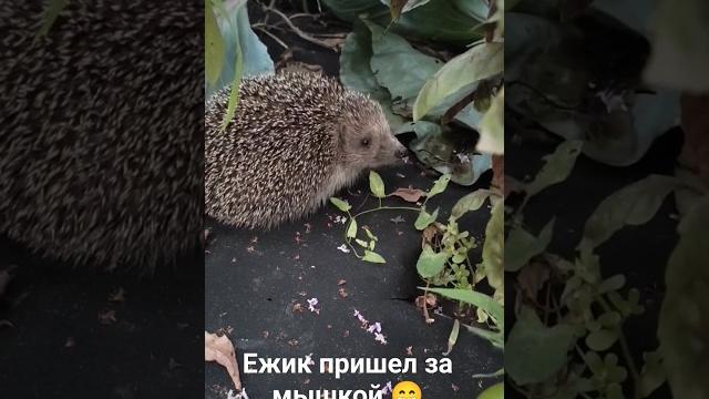 подскажите , ёжики едят мышей?#shorts #мышь#ёжик подскажите , ёжики едят мышей?#shorts #мышь#ёжик