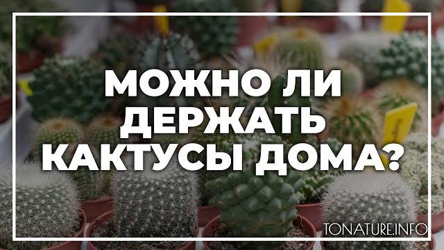 Можно ли держать кактусы дома? | toNature.Info Можно ли держать кактусы дома? | toNature.Info