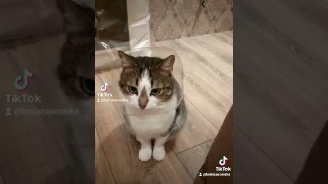 КОШАЧИЙ ЛАЙФХАК ВОРОТНИК ДЛЯ КОТОВПОСЛЕ КУПАНИЯ ИЛИ ВОВРЕМЯ ЛЕЧЕНИЯ БЕЗ ДОСТУПА К ШЕРСТИ. КОШАЧИЙ ЛАЙФХАК ВОРОТНИК ДЛЯ КОТОВПОСЛЕ КУПАНИЯ ИЛИ ВОВРЕМЯ ЛЕЧЕНИЯ БЕЗ ДОСТУПА К ШЕРСТИ.