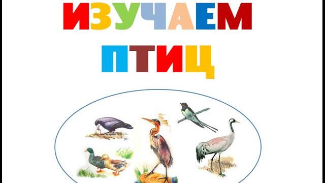 Изучаем птиц. Обучающее видео для детей Изучаем птиц. Обучающее видео для детей