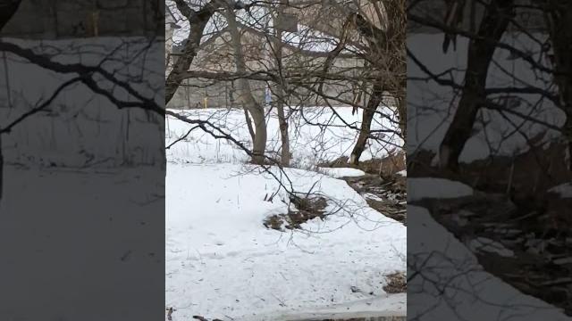 видео про уток видео про уток