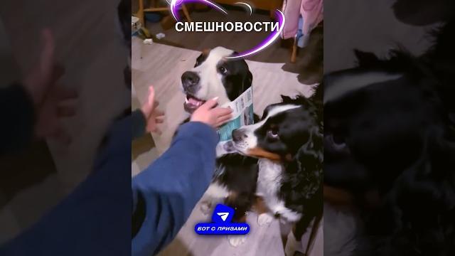 Смешновости 5 - для поднятия настроения #истории #история #новости #новость #shorts Смешновости 5 - для поднятия настроения #истории #история #новости #новость #shorts